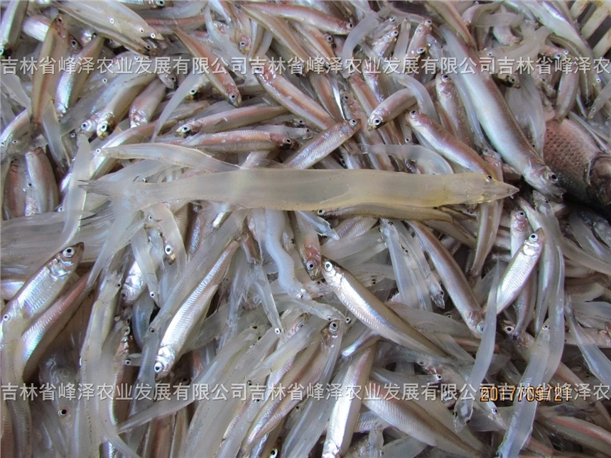 吉林池沼公鱼受精卵批发，池沼公鱼鱼籽价格，公鱼卵一亿粒价格