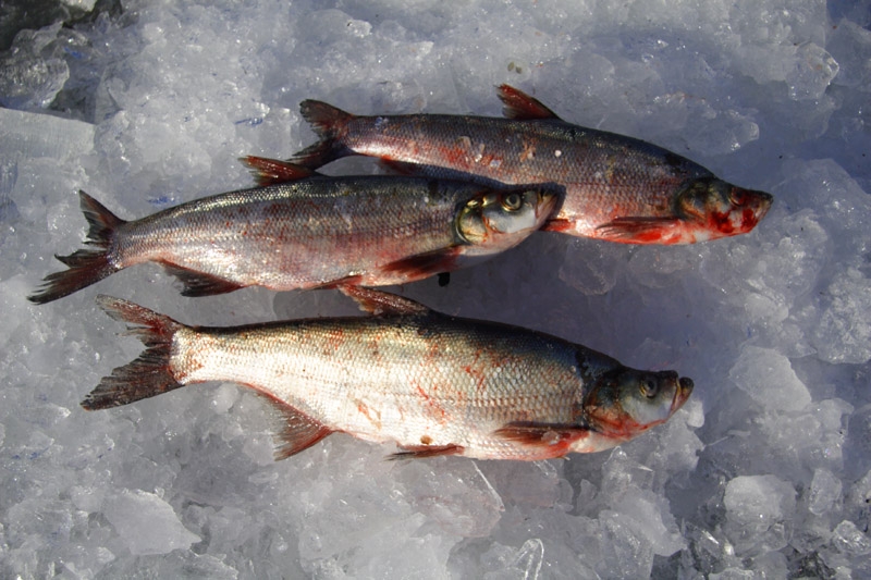 黑龙江白鱼多少钱一斤，出售黑龙江大白鱼，黑龙江特产大白鱼价格