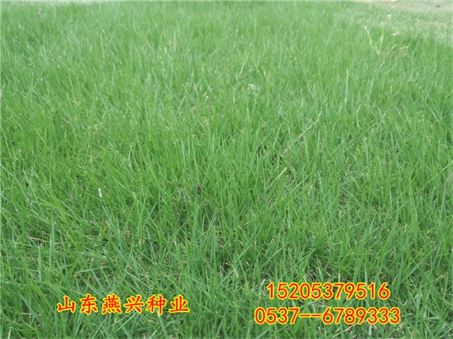 重庆石柱县高速公路护坡上种什么草籽