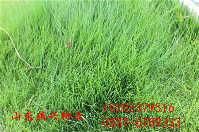 重庆北碚区护坡草种子价格
