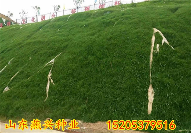 徐州市哪里有绿化草坪种子类型