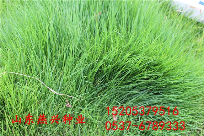 重庆彭水县高羊茅草种怎么种