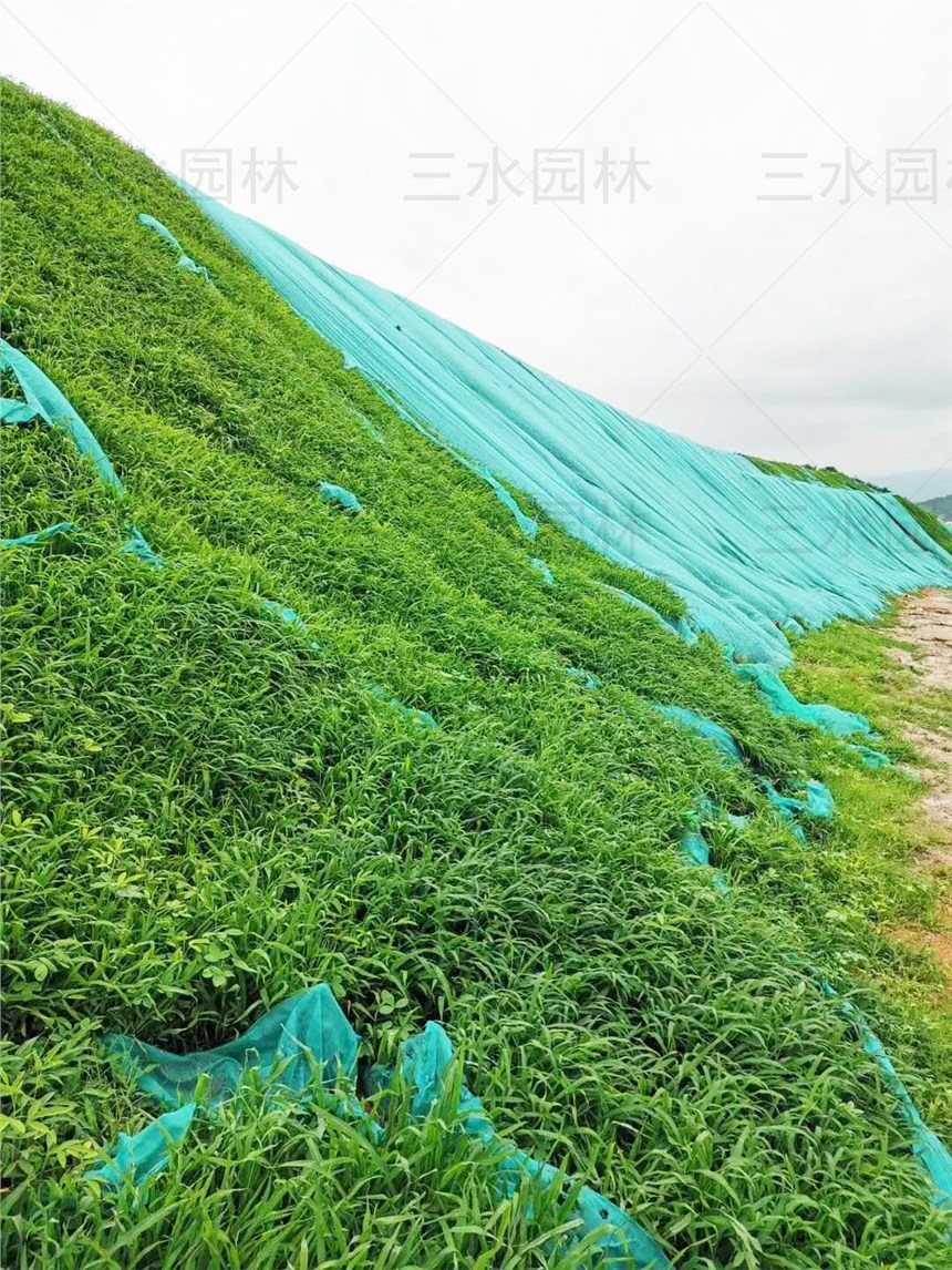 提供云南昭通市矿山修复覆绿草灌种子