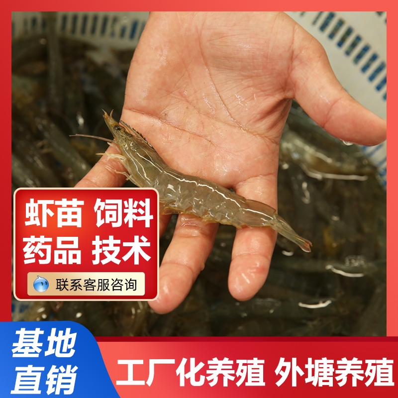 广东 合作水产养殖 南美白对虾养殖