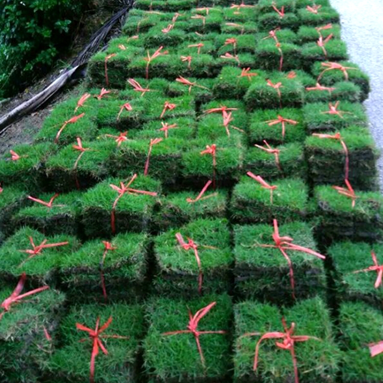 马尼拉草坪带泥土耐践踏耐寒耐旱景区园林地被绿化工程常用四季青混播草皮